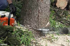 How Our Tree Care Process Works  in  Mountain Lodge Park, NY